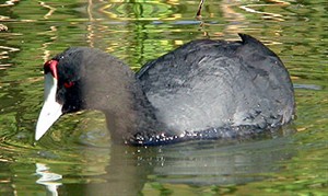 Red-knobbed Coot  - Fulica cristata © John Muddeman